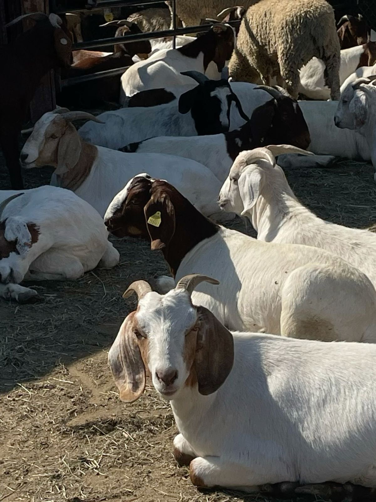 Goats and sheep resting in a holding pen