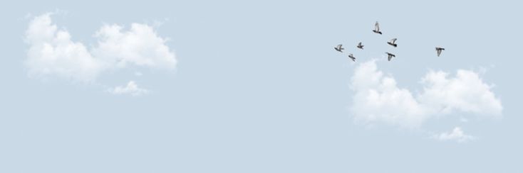 Birds crossing a pale open sky